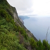 Plants: image 90 Of 208 Thumb